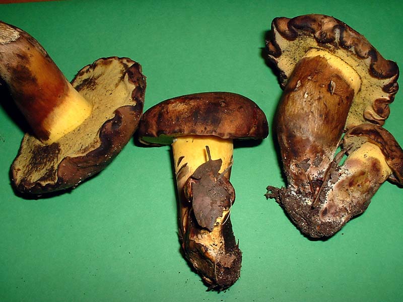 Boletus pulverulentus - La Micoflora della Toscana - II